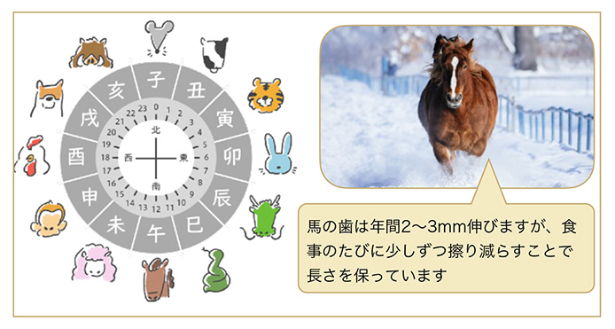 時間を表すのに使われていた干支