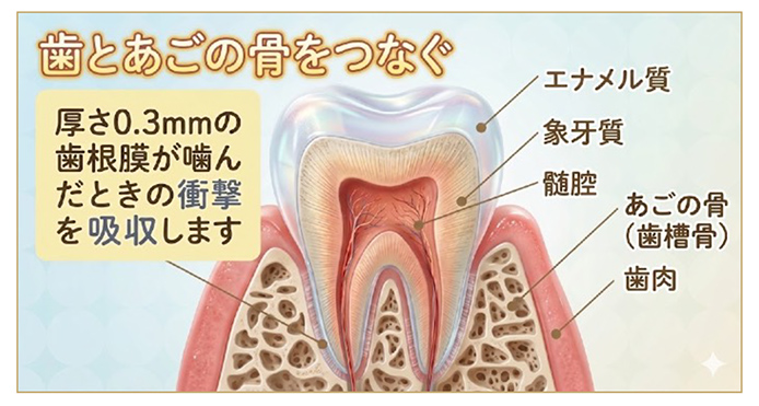 歯は痛くないのにムズムズする原因①